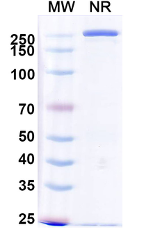 PGE2/Prostaglandin E2 Mouse Monoclonal Antibody