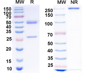 PGE2/Prostaglandin E2 Mouse Monoclonal Antibody