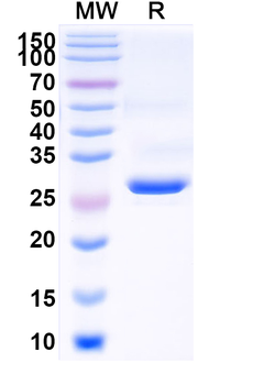 Staphylococcus aureus Alpha-toxin/hly Monoclonal Antibody