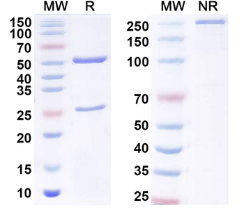 CD319/SLAMF7 Human Monoclonal Antibody