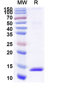 CD71/TFRC Camelus Monoclonal Antibody