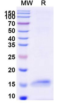 HSV1/HHV-1 gD Camelus Monoclonal Antibody