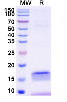CD276/B7-H3 Camelus Monoclonal Antibody