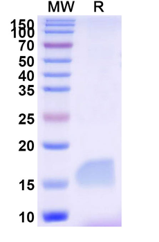 LAG3 Camelus Monoclonal Antibody