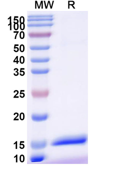 CX3CR1 Camelus Monoclonal Antibody