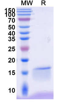 CD337/NKp30 Neutralizing Camelus Monoclonal Antibody