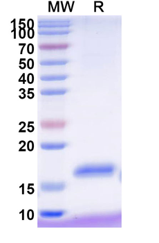 CD337/NKp30 Camelus Monoclonal Antibody