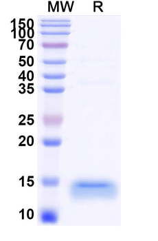 CD366/HAVCR2/TIM-3 Camelus Monoclonal Antibody