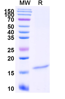 GAL-7/Galectin-7 Camelus Monoclonal Antibody