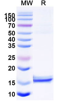 CD72 Camelus Monoclonal Antibody