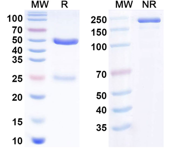 ASFV p30 Mouse Monoclonal Antibody