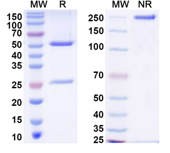 ASFV p30 Mouse Monoclonal Antibody
