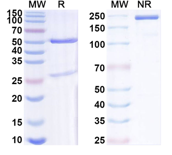 ASFV p30 Mouse Monoclonal Antibody