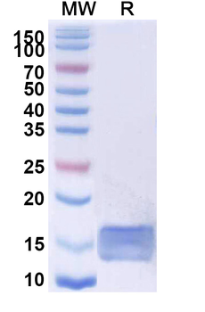 SARS-CoV-2 RBD Camelus Monoclonal Antibody