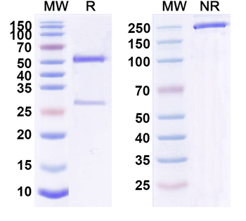 Mycobacterium tuberculosis pstS1 Human Monoclonal Antibody