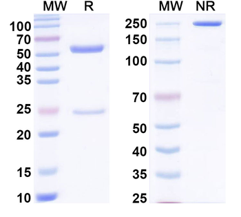 Mycobacterium tuberculosis katG Human Monoclonal Antibody