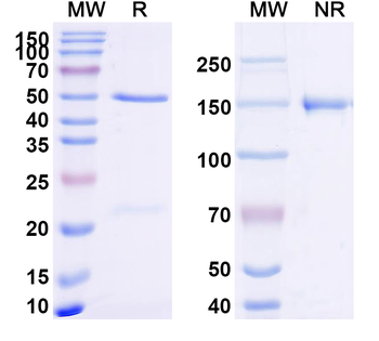 FMC63 scFv Monoclonal Rabbit Monoclonal Antibody