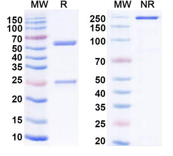 F8/Coagulation factor VIII Mouse Monoclonal Antibody