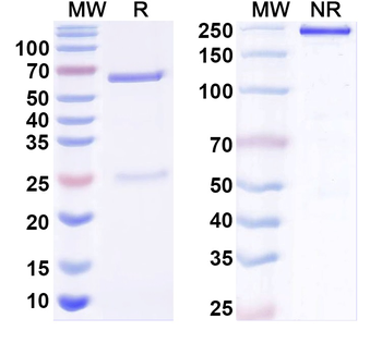 ApoC3 Human Monoclonal Antibody