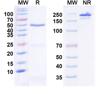 CD274/PD-L1/B7-H1 Mouse Monoclonal Antibody