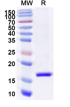 MAPT/Tau/PHF-tau Camelus Monoclonal Antibody