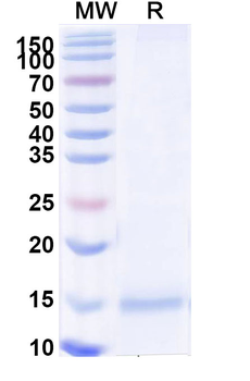 MAPT/Tau/PHF-tau Camelus Monoclonal Antibody