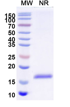 CD64/FCGR1A Camelus Monoclonal Antibody