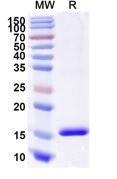 CD89/FCAR1 Camelus Monoclonal Antibody