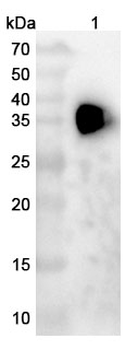 CD16/FcgR3 Camelus Monoclonal Antibody