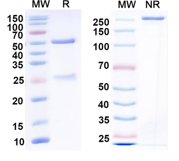 FMDV Genome polyprotein Mouse Monoclonal Antibody