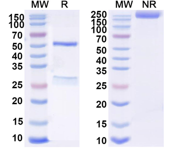 ANAPC2 Mouse Monoclonal Antibody