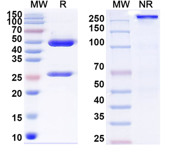 ANAPC2 Mouse Monoclonal Antibody