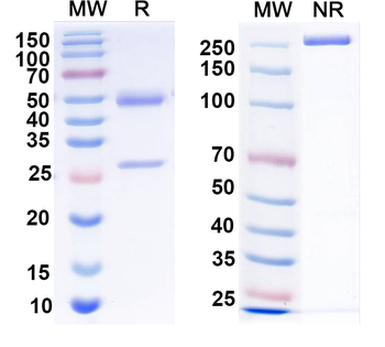 CD340/ERBB2/HER2 Mouse Monoclonal Antibody