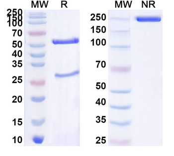 PMEL17/ME20M Human Monoclonal Antibody