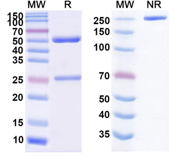 Helicobacter pylori vacA Mouse Monoclonal Antibody