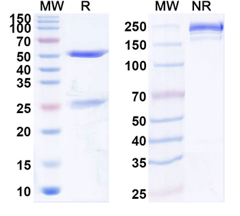 Helicobacter pylori vacA Mouse Monoclonal Antibody