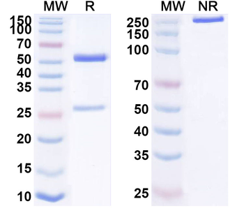Helicobacter pylori vacA Mouse Monoclonal Antibody