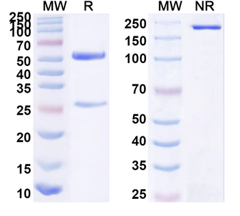 Helicobacter pylori vacA Mouse Monoclonal Antibody