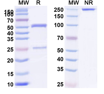 Helicobacter pylori vacA Mouse Monoclonal Antibody