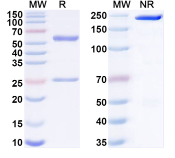 SSEA4 Mouse Monoclonal Antibody