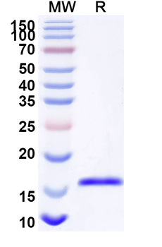 mAb-1E7 Idiotype Camelus Monoclonal Antibody