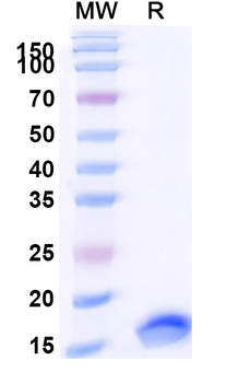HHV5/HCMV HHRF3/US28 Camelus Monoclonal Antibody