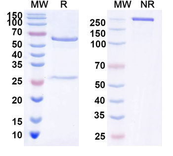 ETBR Human Monoclonal Antibody