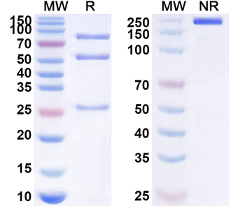 SULF2 Mouse Monoclonal Antibody