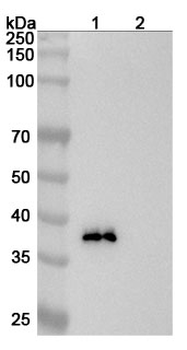 SULF2 Mouse Monoclonal Antibody