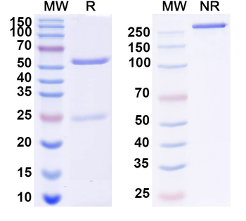 Neu5Ac/O-sialic acid/Polysialic acid/PSA Mouse Monoclonal Antibody