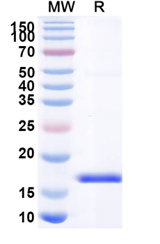 VWF Camelus Monoclonal Antibody