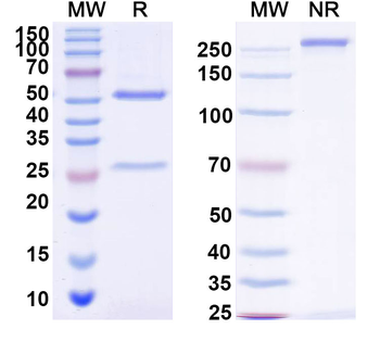 CD152/CTLA4 Mouse Monoclonal Antibody