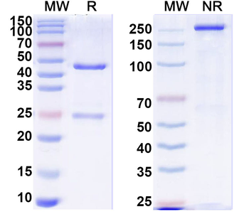 BMP2 Mouse Monoclonal Antibody