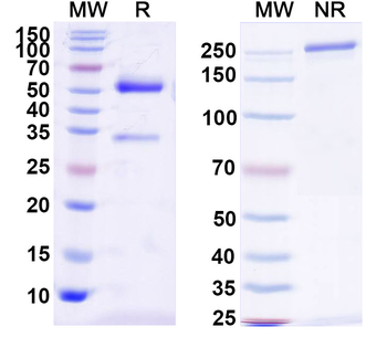 Brucella O-antigen Mouse Monoclonal Antibody